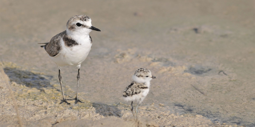 Gravelot à collier interrompu avec son petit sur la plage